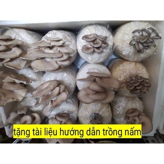 Combo 10 Phôi nấm bào ngư xám