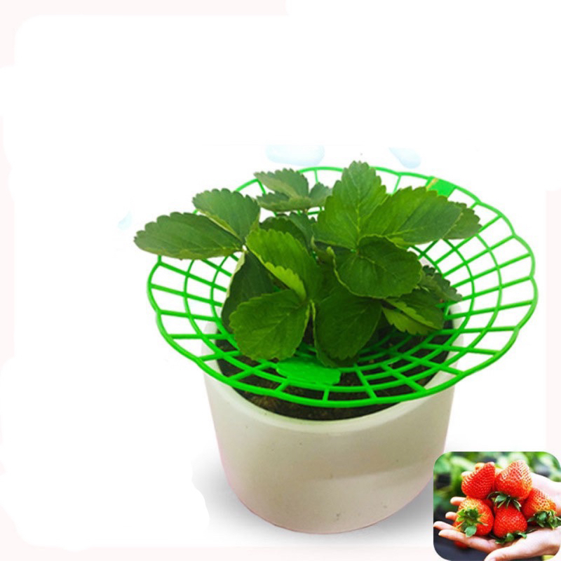 Combo 5 giá trệt đỡ hoa , dâu tây hình tròn