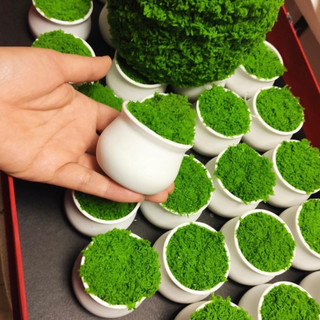 Chậu hoa nhựa mini