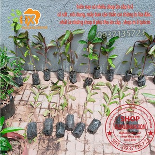 COMBO 5 CÂY GÁO  VÀNG -CÂY GIỐNG