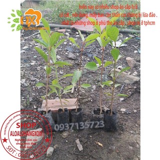 COMBO 5 CÂY GÁO  VÀNG -CÂY GIỐNG