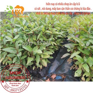 COMBO 5 CÂY GÁO  VÀNG -CÂY GIỐNG