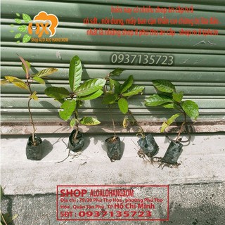 COMBO 5 CÂY GÁO  VÀNG -CÂY GIỐNG