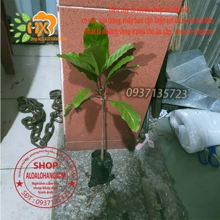 COMBO 5 CÂY GÁO  VÀNG -CÂY GIỐNG
