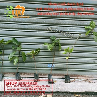 COMBO 5 CÂY GÁO  VÀNG -CÂY GIỐNG