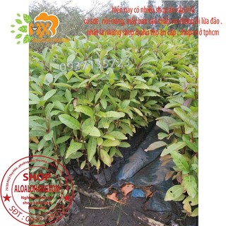 COMBO 5 CÂY GÁO  VÀNG -CÂY GIỐNG