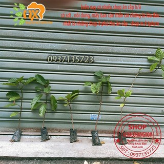 COMBO 5 CÂY GÁO  VÀNG -CÂY GIỐNG