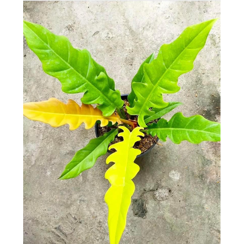 🪴 Cây Philodendron Ring of fire GOLD / Kiểng lá/ cây trong nhà