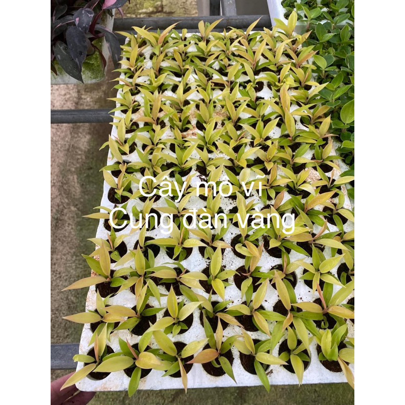 🪴 Cây Philodendron Ring of fire GOLD / Kiểng lá/ cây trong nhà