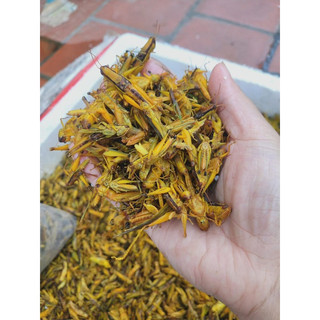 Châu chấu 500g( chưa rang)