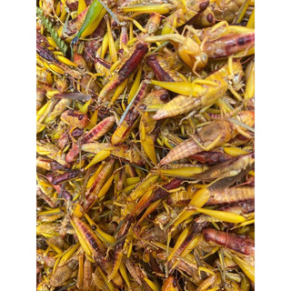 Châu chấu 500g( chưa rang)
