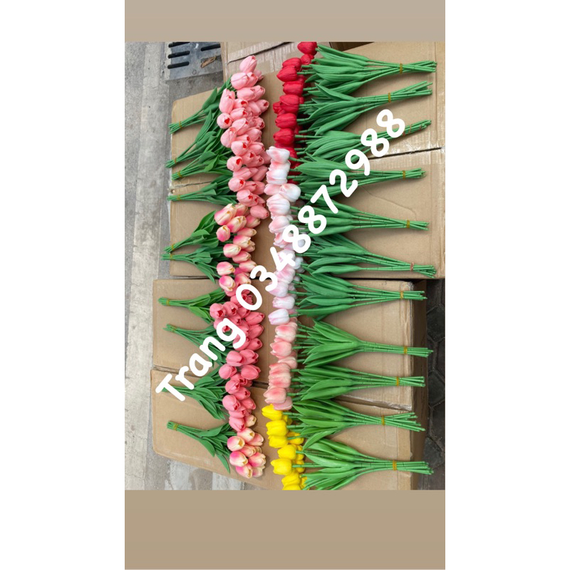 Hoa tuylip cao su non