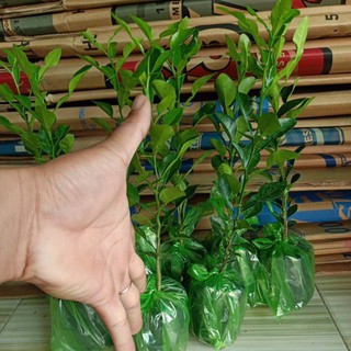 Cây chúc giống , cây chanh thái chuẩn giống