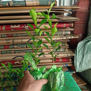 Cây chúc giống , cây chanh thái chuẩn giống