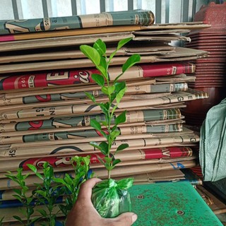 cây chúc giống , cây chúc ăn  lá