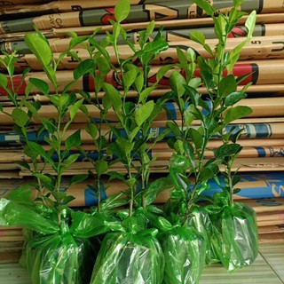 cây chúc giống , cây chúc ăn  lá