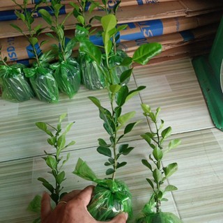 cây chúc giống , cây chúc ăn  lá