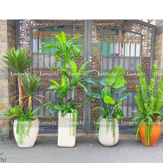 Cây giả không chậu, bàng, kim tiền, dừa, trầu bà cột , thiết mộc lan, chuối giả, khoai nước,...