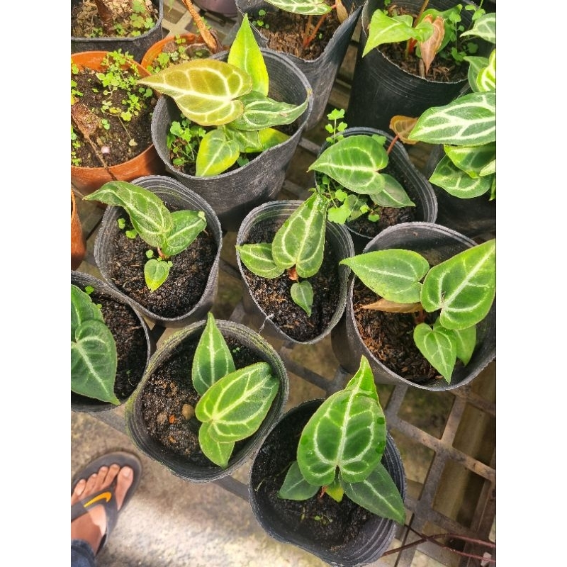 Cây Anthurium crystallinum