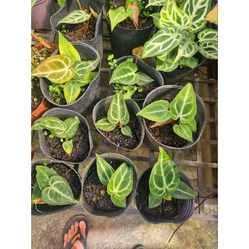 Cây Anthurium crystallinum