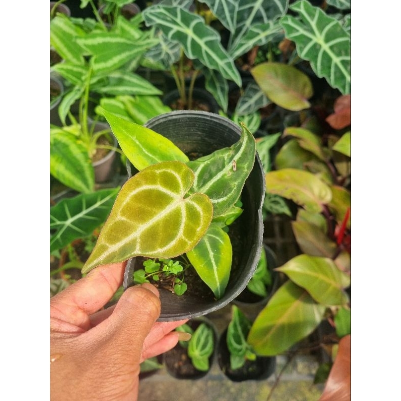 Cây Anthurium crystallinum