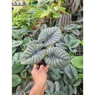 Cây Alocasia Nebula