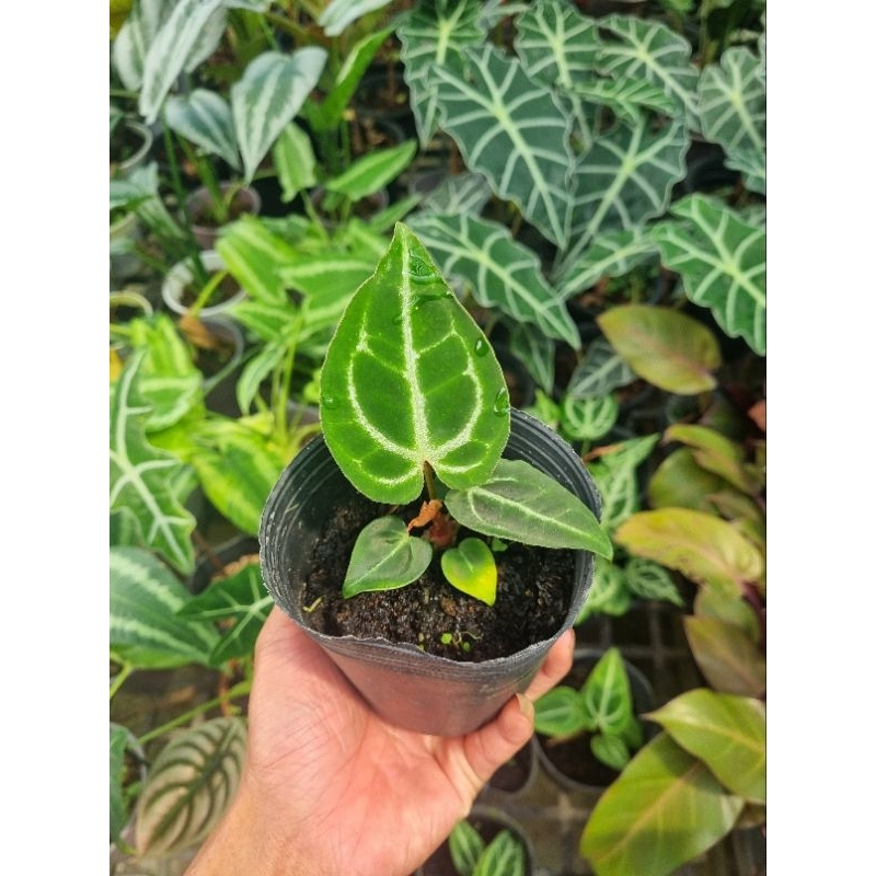 Cây Anthurium crystallinum