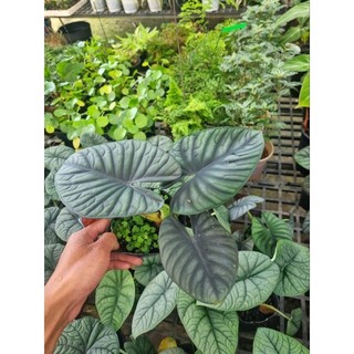 Cây Alocasia Nebula
