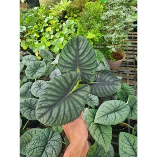 Cây Alocasia Nebula