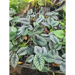 Cây Alocasia Nebula
