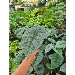 Cây Alocasia Melo