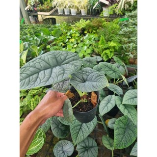 Cây Alocasia Melo