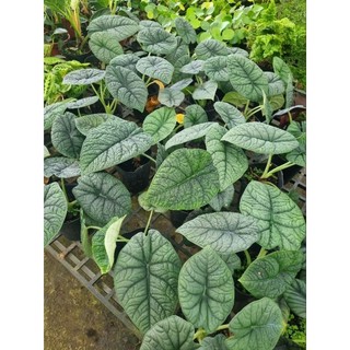 Cây Alocasia Melo