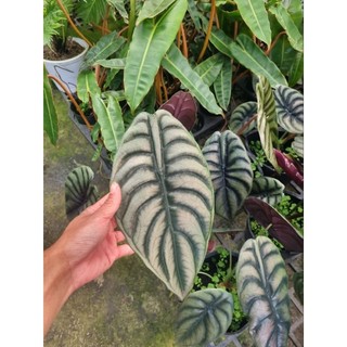 Alocasia cuprea - cây rồng đỏ