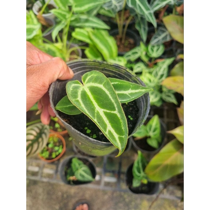 Cây Anthurium crystallinum