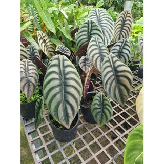 Alocasia cuprea - cây rồng đỏ