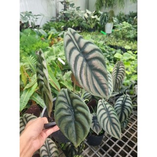 Alocasia cuprea - cây rồng đỏ