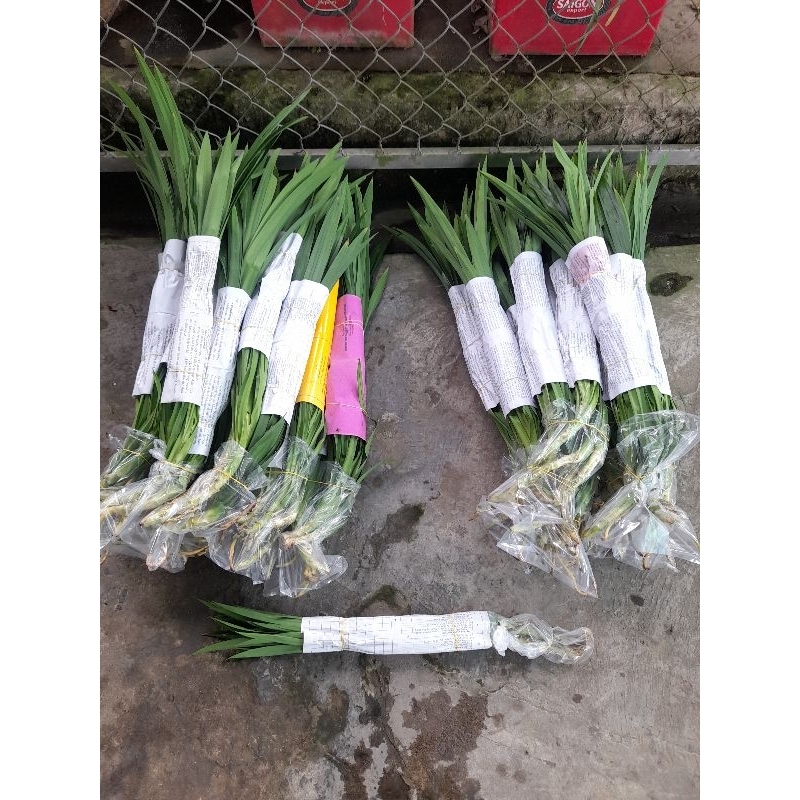 Combo 6 cây lá dứa thơm  rễ trần.