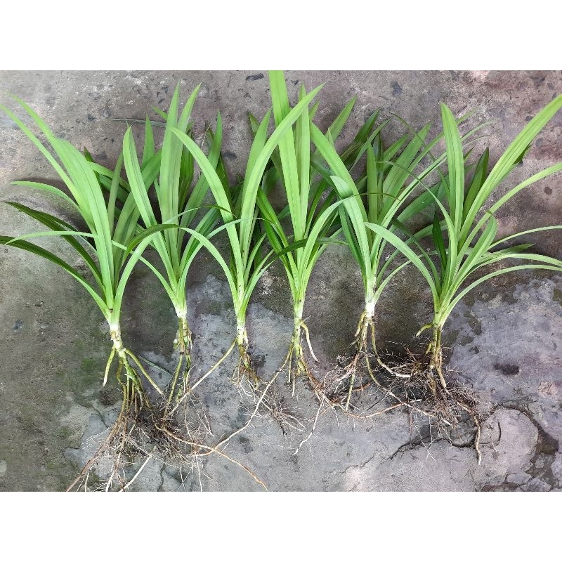 Combo 6 cây lá dứa thơm  rễ trần.
