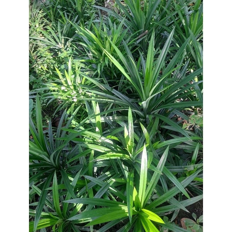 Combo 6 cây lá dứa thơm  rễ trần.