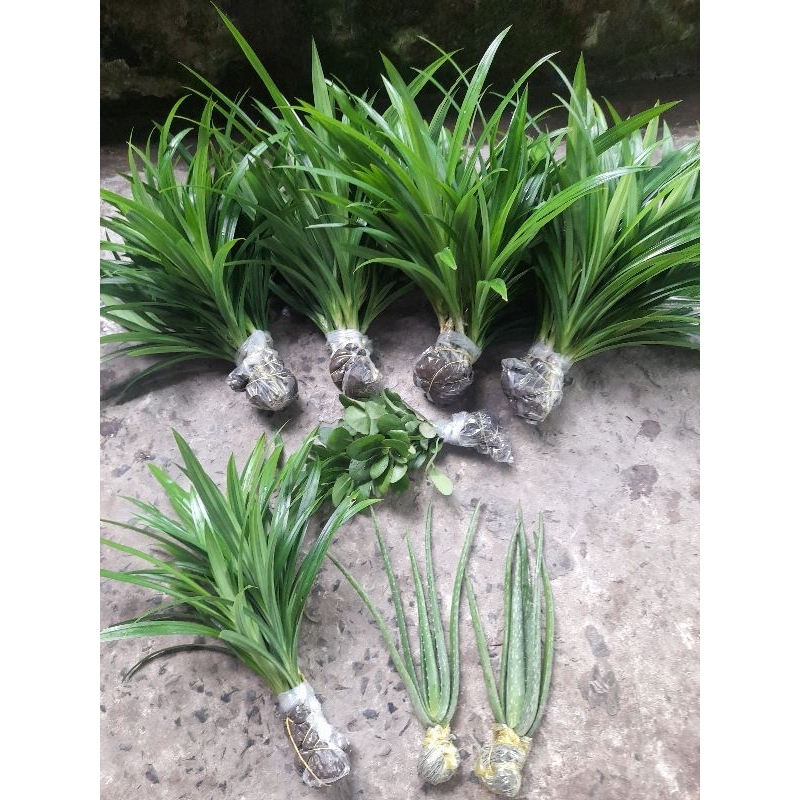 Combo 6 cây lá dứa thơm  rễ trần.