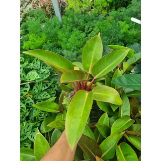 Chậu Cây đế vương đỏ - Philodendron Imperial Red