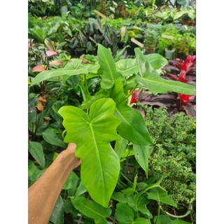 Cây Philodendron golden dragon