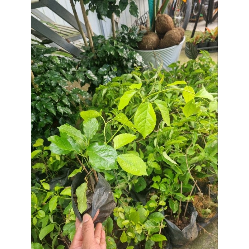 Cây hoa leo chuôn vàng - hoa vuốt mèo