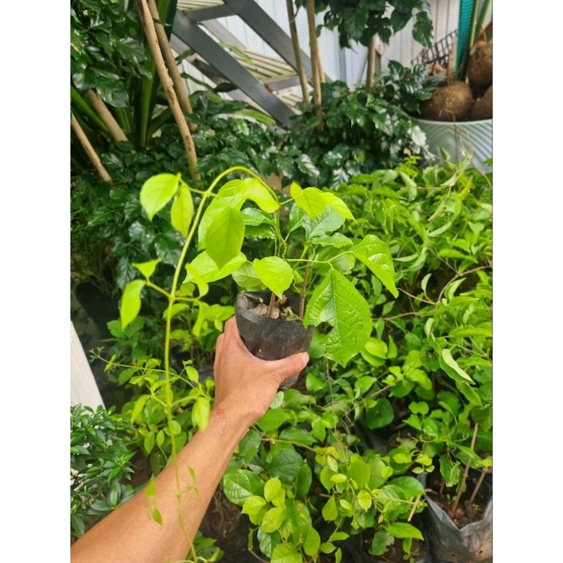 Cây hoa leo chuôn vàng - hoa vuốt mèo