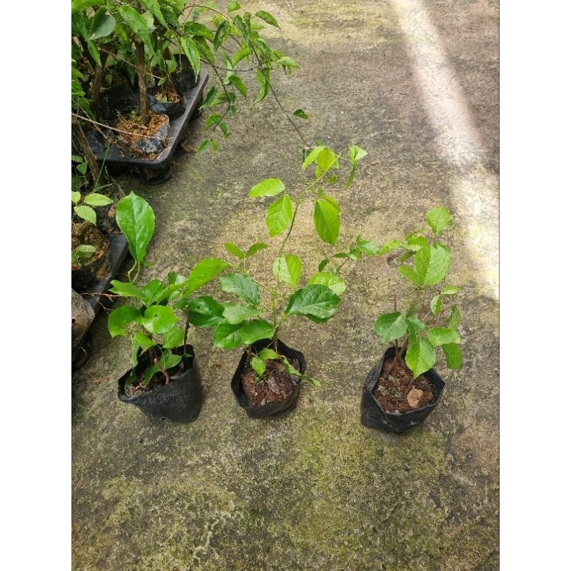 Cây hoa leo chuôn vàng - hoa vuốt mèo