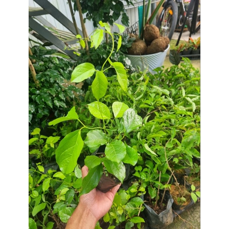 Cây hoa leo chuôn vàng - hoa vuốt mèo