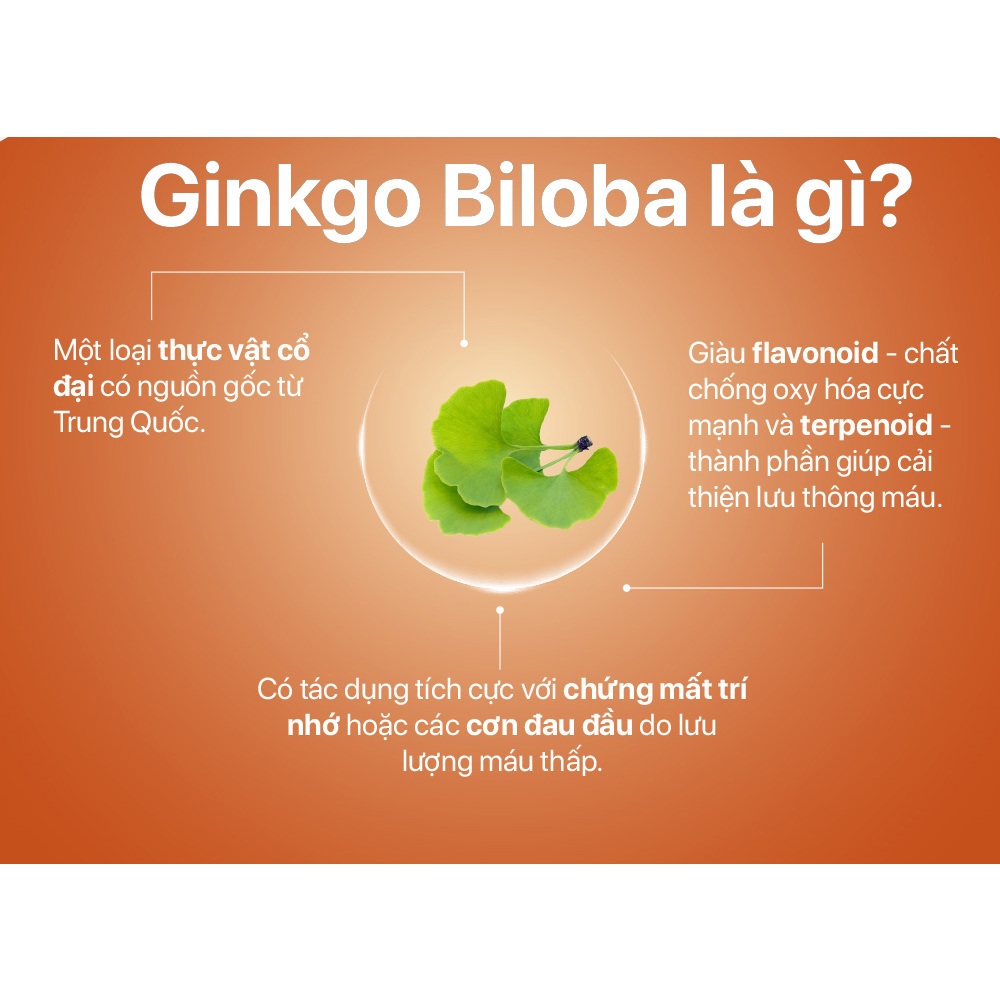 Viên uống bổ não của Mỹ Now Ginkgo Biloba (240 viên) cải thiện trí nhớ, tăng tuần hoàn máu não