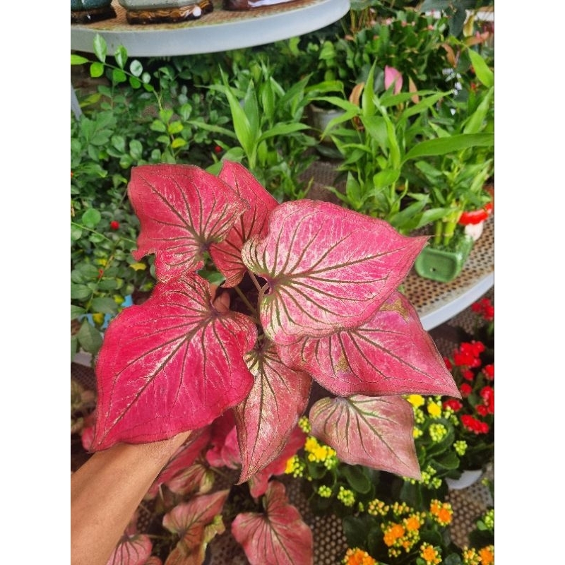 Cây môn thiên nga hồng - Caladium