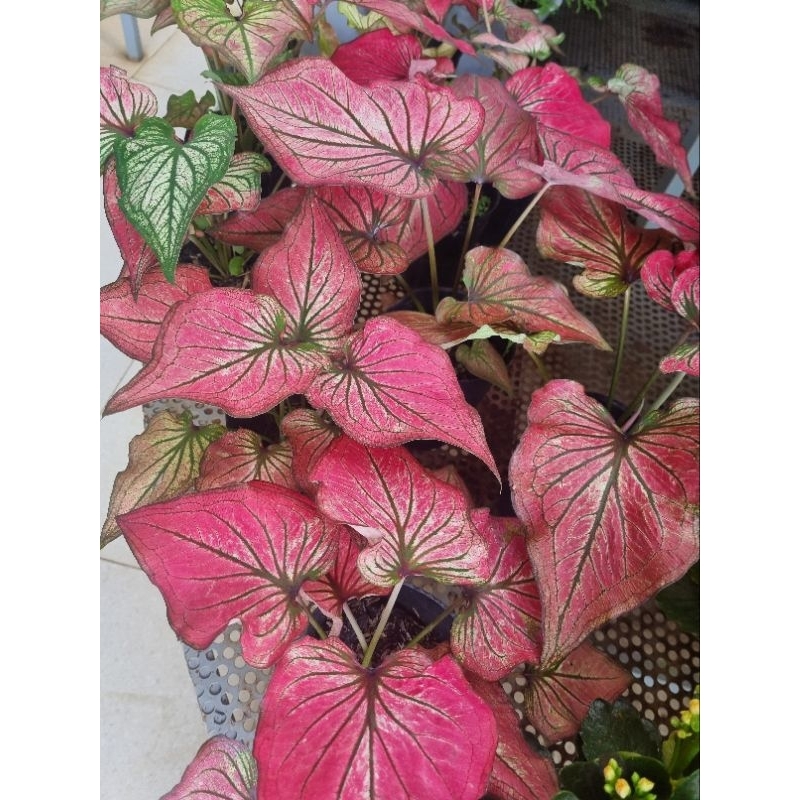 Cây môn thiên nga hồng - Caladium
